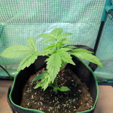 Cookies Gelato Automatic growlog timeline photo