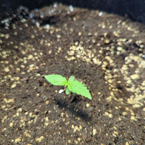 HulkBerry Automatic growlog timeline photo
