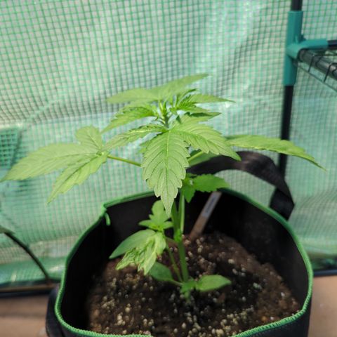 Cookies Gelato Automatic growlog timeline photo