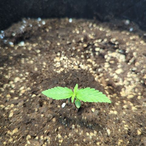 HulkBerry Automatic growlog timeline photo