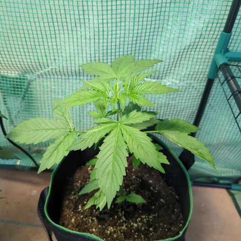 Cookies Gelato Automatic growlog timeline photo
