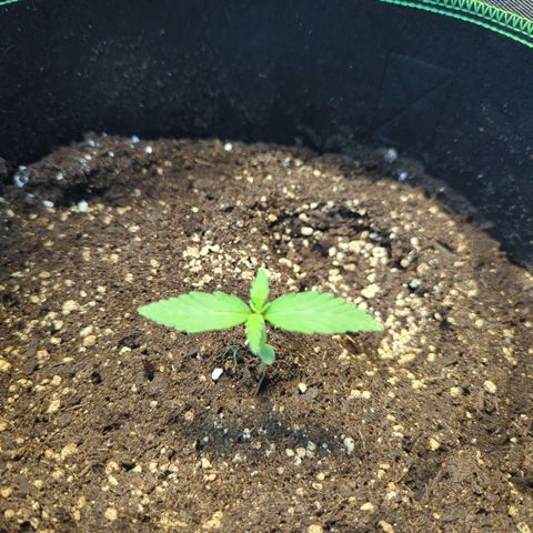 HulkBerry Automatic growlog timeline photo