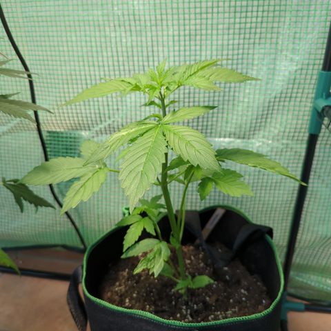Cookies Gelato Automatic growlog timeline photo