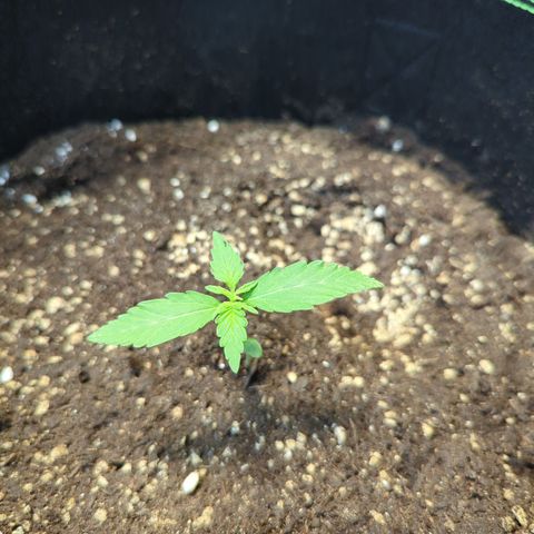HulkBerry Automatic growlog timeline photo