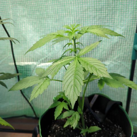 Cookies Gelato Automatic growlog timeline photo