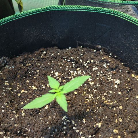 HulkBerry Automatic growlog timeline photo