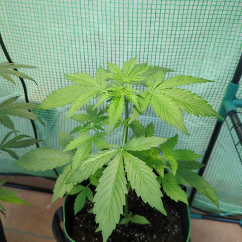 Cookies Gelato Automatic growlog timeline photo