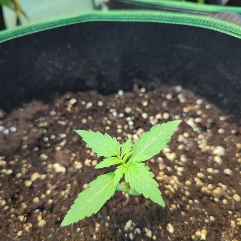 HulkBerry Automatic growlog timeline photo