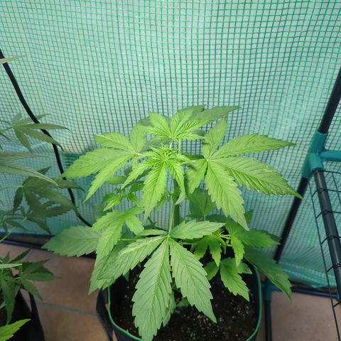 Cookies Gelato Automatic growlog timeline photo