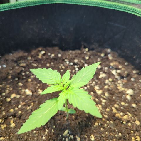 HulkBerry Automatic growlog timeline photo