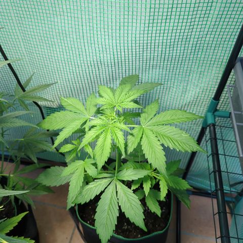 Cookies Gelato Automatic growlog timeline photo