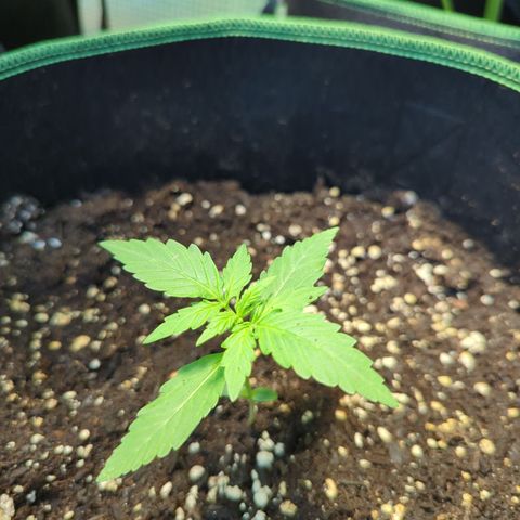 HulkBerry Automatic growlog timeline photo