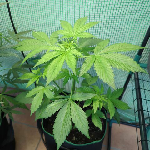 Cookies Gelato Automatic growlog timeline photo