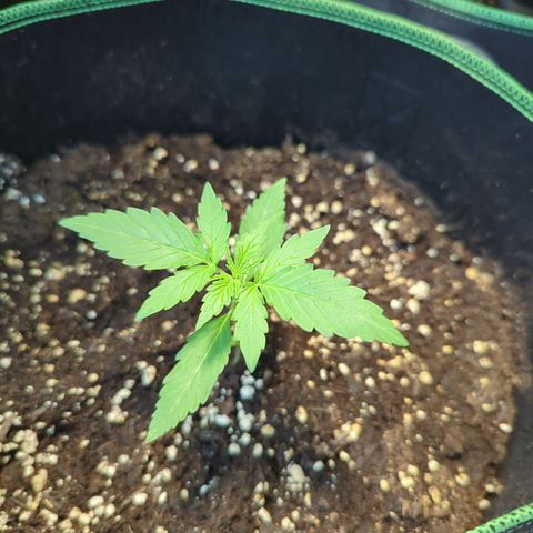 HulkBerry Automatic growlog timeline photo