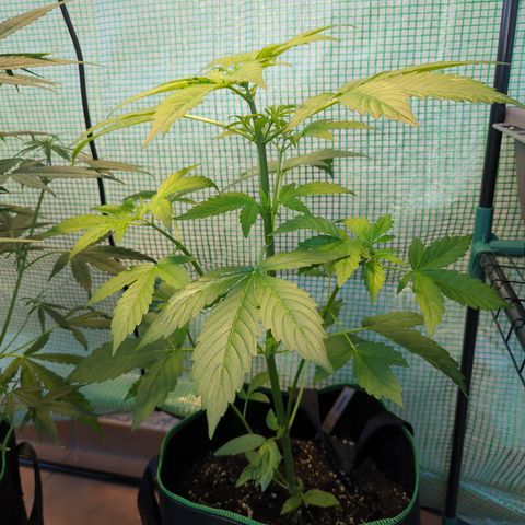Cookies Gelato Automatic growlog timeline photo