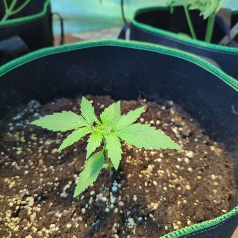 HulkBerry Automatic growlog timeline photo