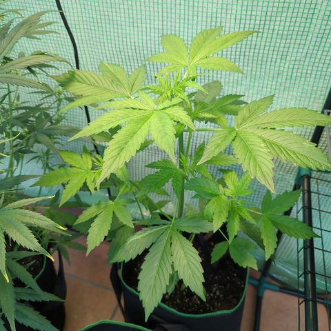Cookies Gelato Automatic growlog timeline photo