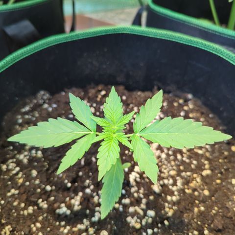 HulkBerry Automatic growlog timeline photo