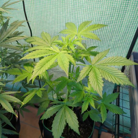 Cookies Gelato Automatic growlog timeline photo