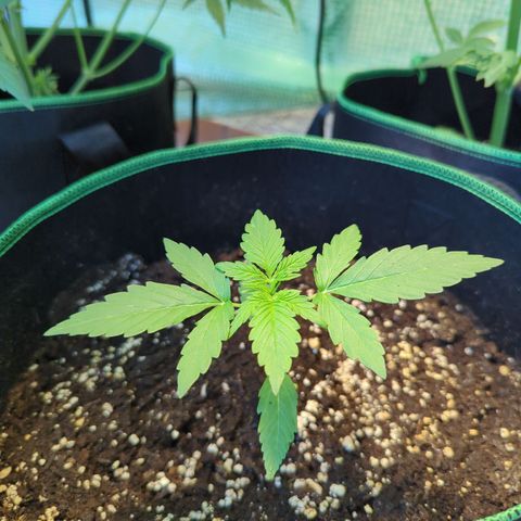 HulkBerry Automatic growlog timeline photo