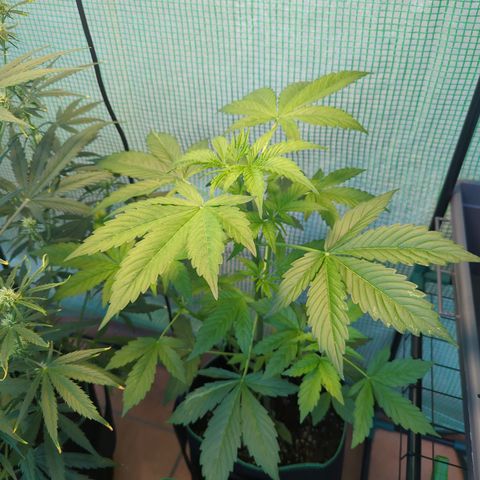 Cookies Gelato Automatic growlog timeline photo