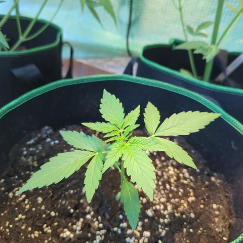 HulkBerry Automatic growlog timeline photo