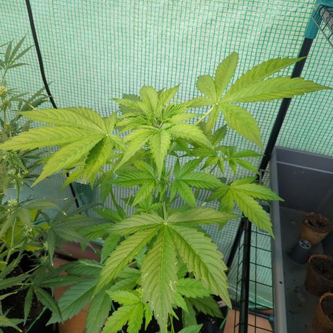 Cookies Gelato Automatic growlog timeline photo