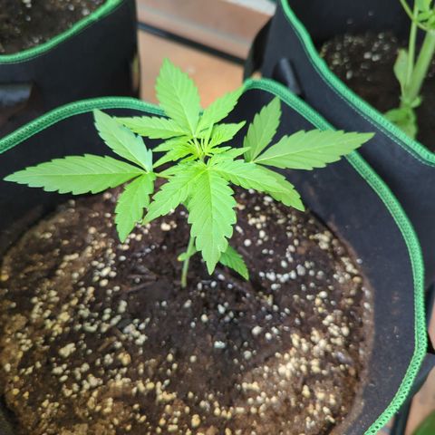 HulkBerry Automatic growlog timeline photo