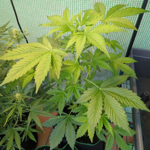 Cookies Gelato Automatic growlog timeline photo