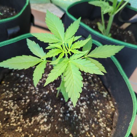 HulkBerry Automatic growlog timeline photo