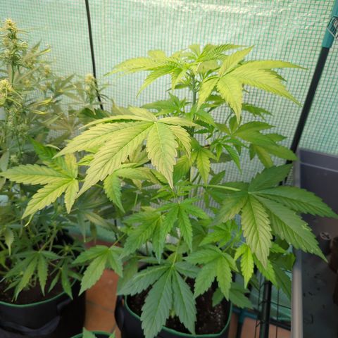 Cookies Gelato Automatic growlog timeline photo