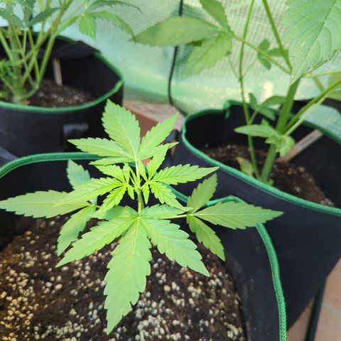 HulkBerry Automatic growlog timeline photo