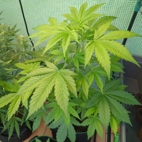 Cookies Gelato Automatic growlog timeline photo