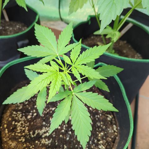 HulkBerry Automatic growlog timeline photo