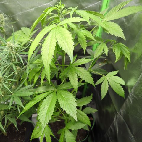 Cookies Gelato Automatic growlog timeline photo