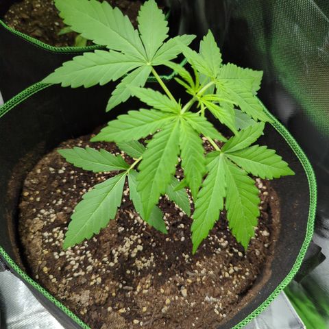 HulkBerry Automatic growlog timeline photo