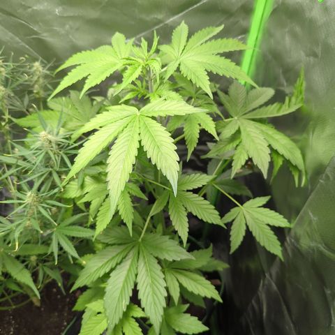 Cookies Gelato Automatic growlog timeline photo