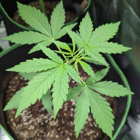HulkBerry Automatic growlog timeline photo