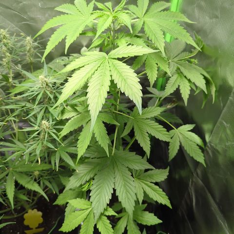 Cookies Gelato Automatic growlog timeline photo