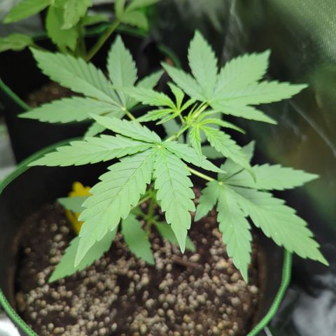 HulkBerry Automatic growlog timeline photo