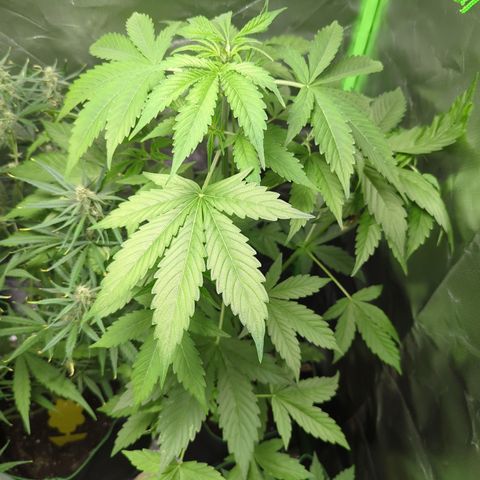 Cookies Gelato Automatic growlog timeline photo
