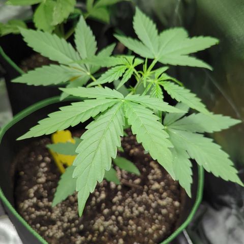 HulkBerry Automatic growlog timeline photo