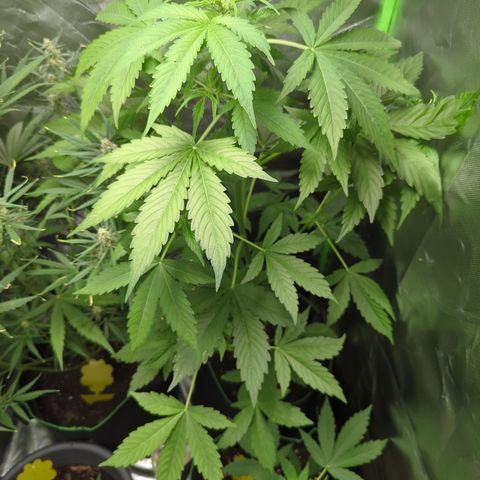 Cookies Gelato Automatic growlog timeline photo