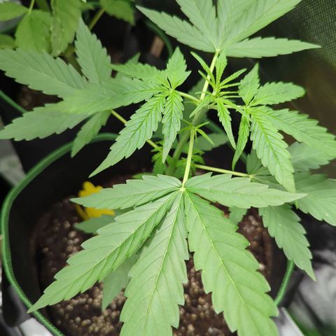 HulkBerry Automatic growlog timeline photo