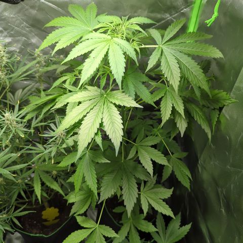 Cookies Gelato Automatic growlog timeline photo