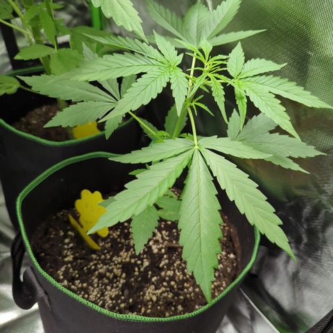 HulkBerry Automatic growlog timeline photo