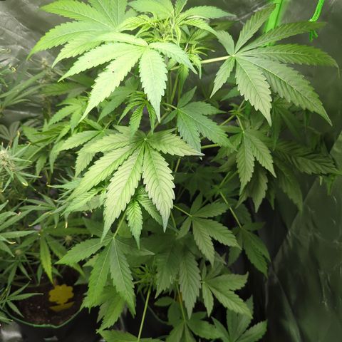 Cookies Gelato Automatic growlog timeline photo