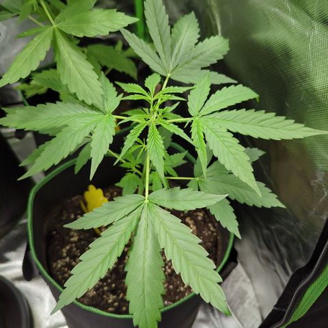 HulkBerry Automatic growlog timeline photo
