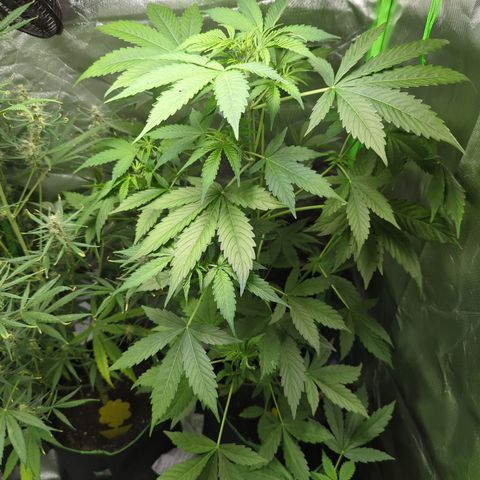 Cookies Gelato Automatic growlog timeline photo