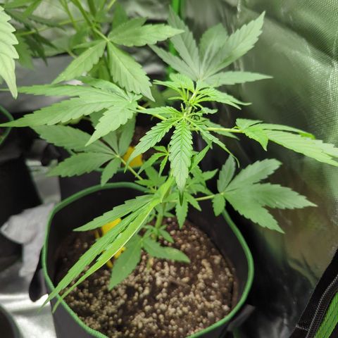 HulkBerry Automatic growlog timeline photo
